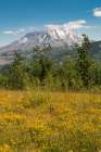 Washington State, Skamania County. Mount St. Helens or Louwala-Clough is an active stratovolcano. Art Print
